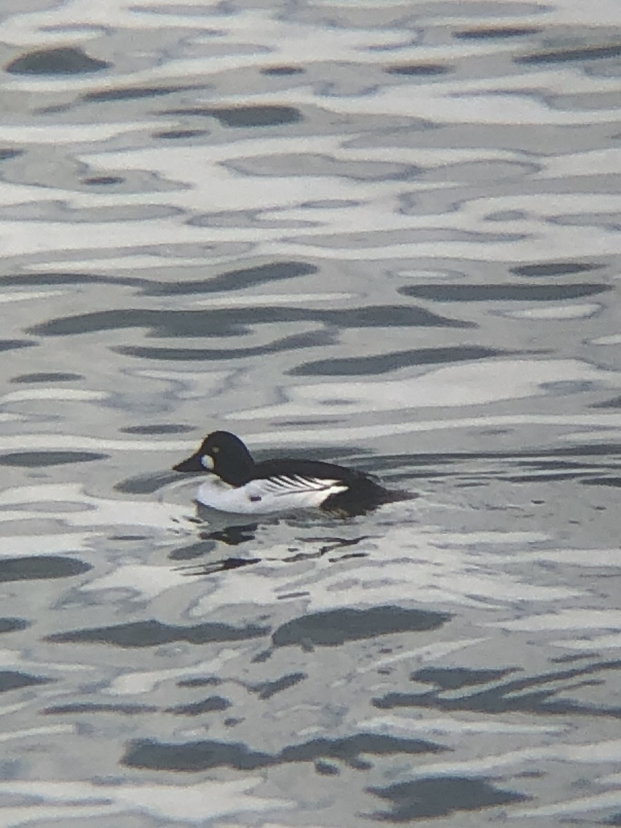 Common Goldeneye - ML319476731