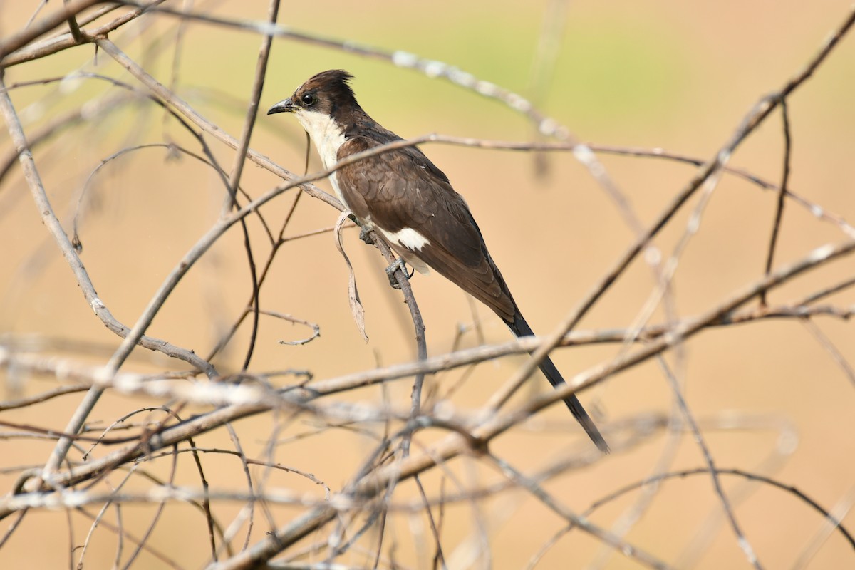 Pied Cuckoo - ML319477091