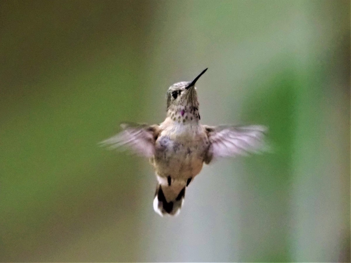 Calliope Hummingbird - Nina Wolf