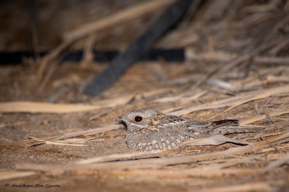 Nubian Nightjar - Jonathan  Ben Simon