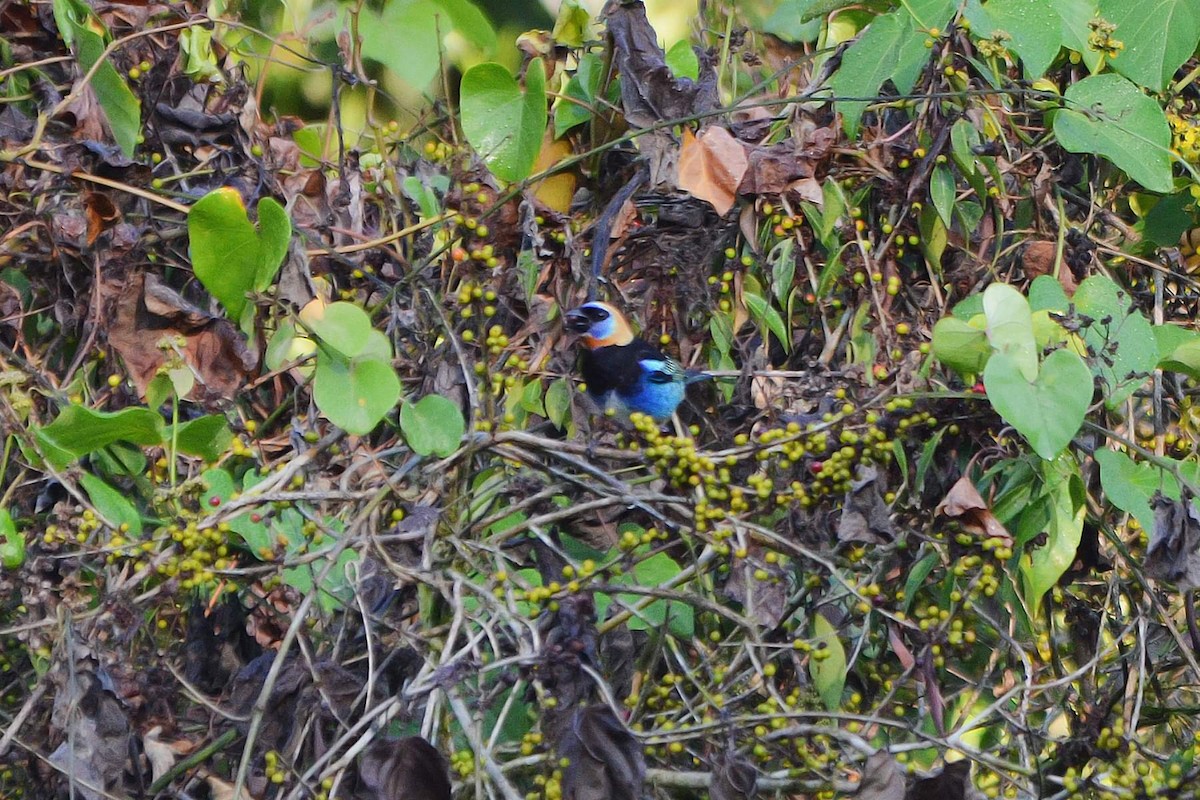 Golden-hooded Tanager - ML319480741