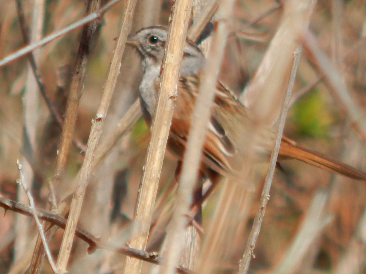 Swamp Sparrow - ML319481721