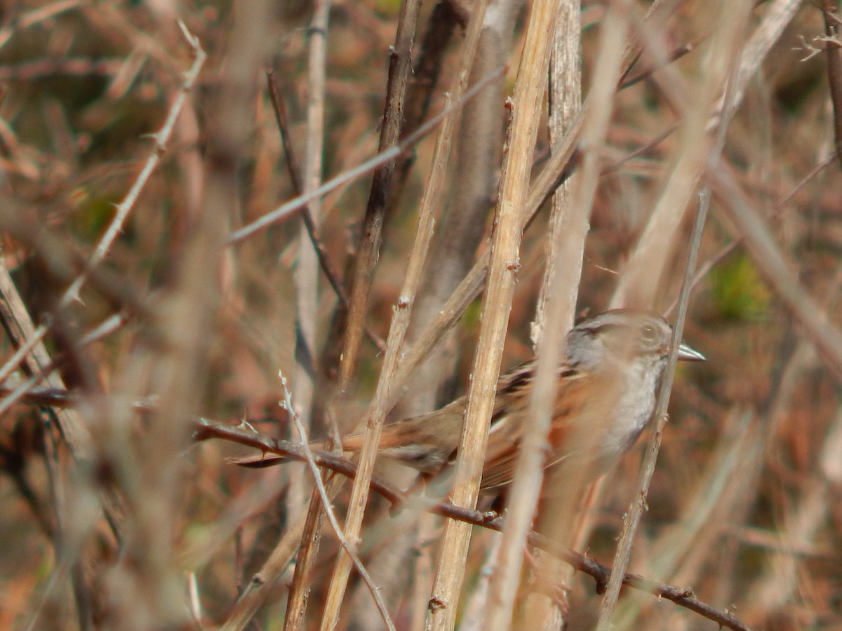 Swamp Sparrow - ML319481751