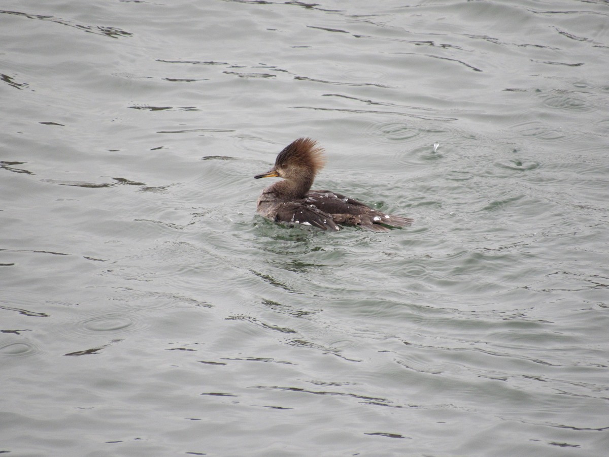 Hooded Merganser - ML319482451
