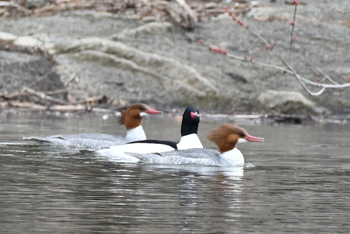 Common Merganser - ML319482741