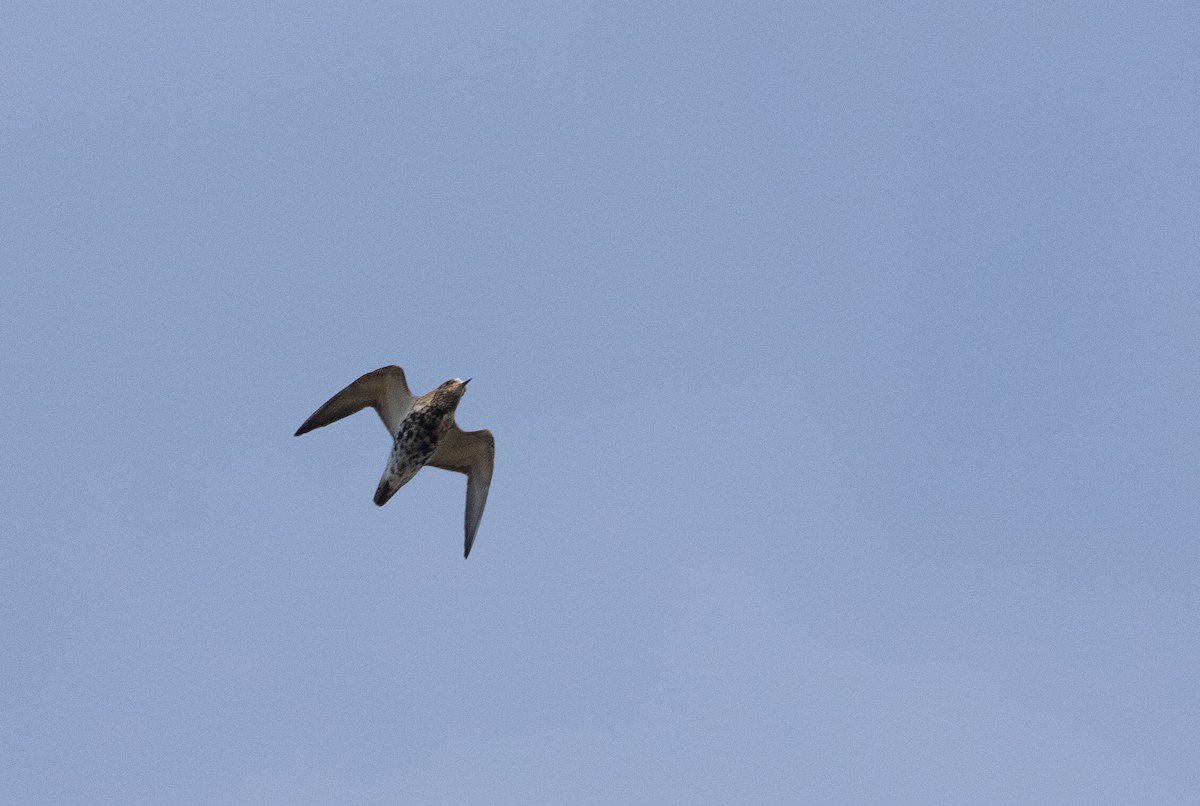 European Golden-Plover - ML319483991