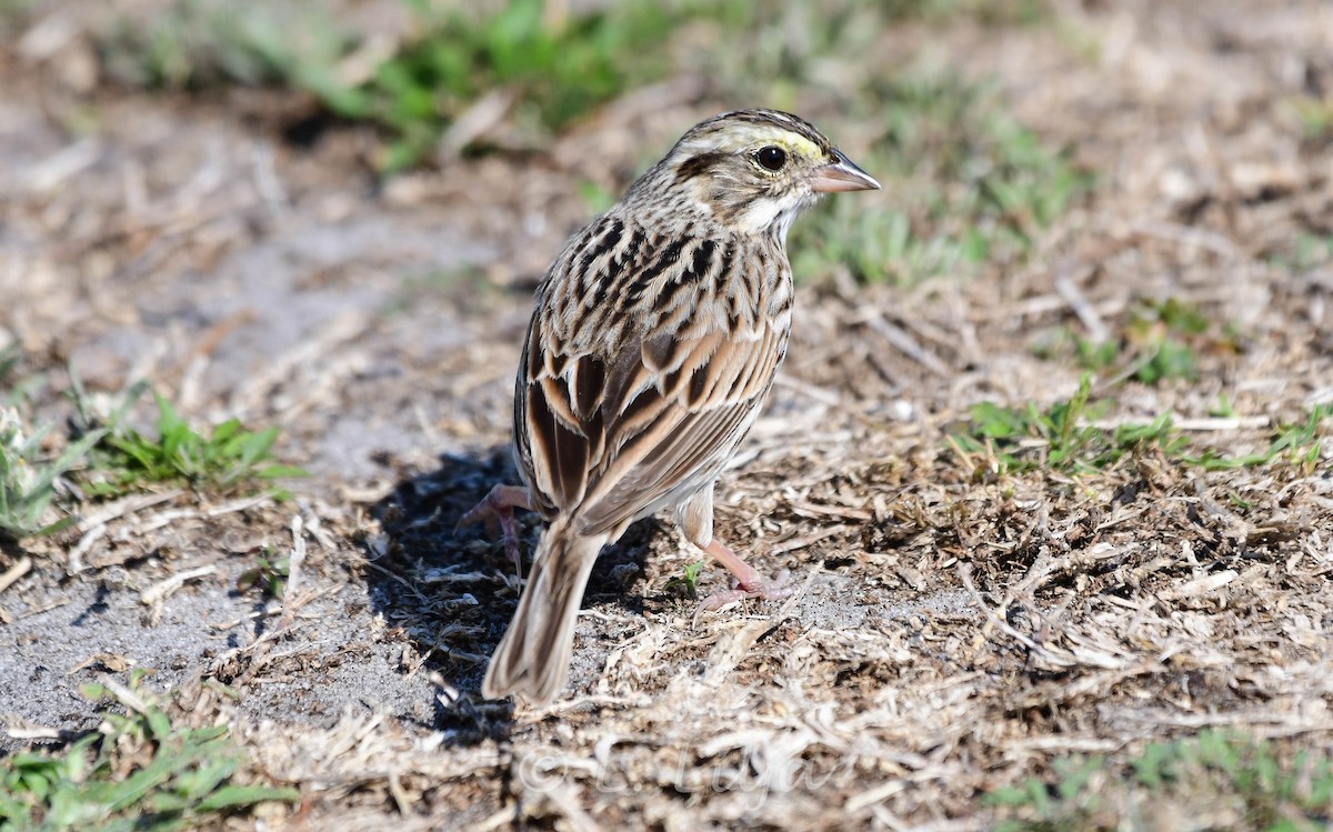 Savannah Sparrow - Lorri Lilja