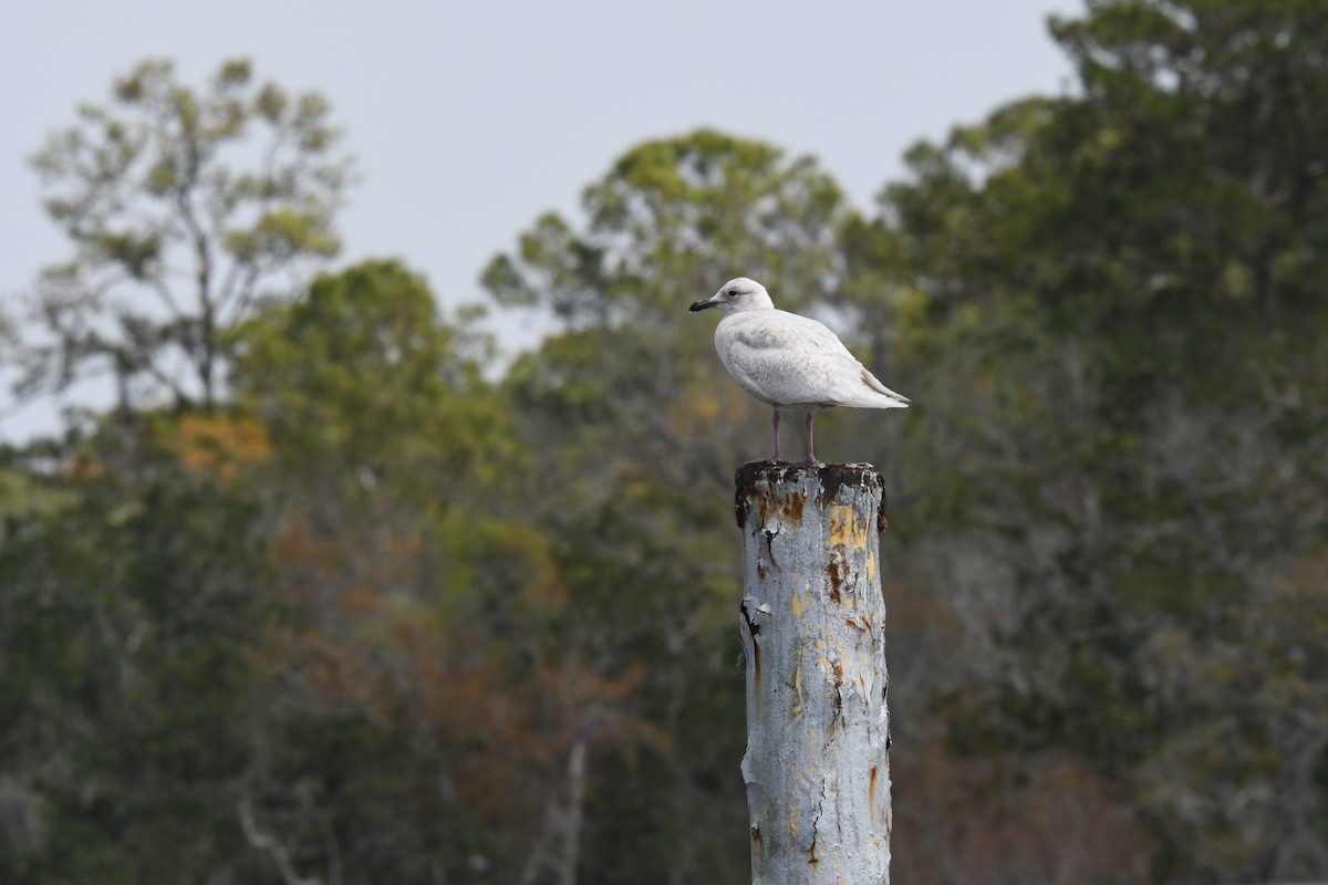 Iceland Gull - ML319485531