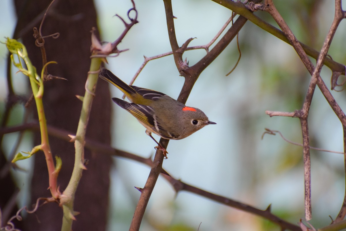 Ruby-crowned Kinglet - ML319485551