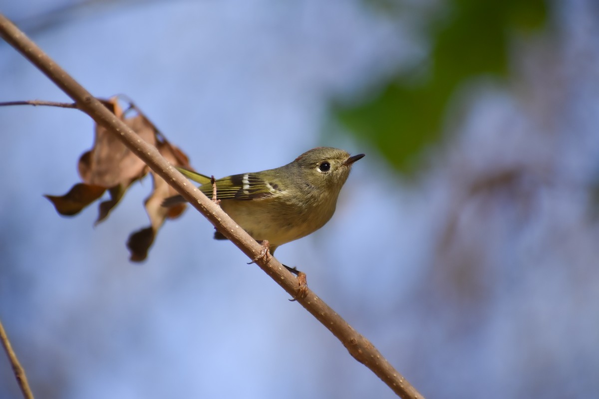 Ruby-crowned Kinglet - ML319485571