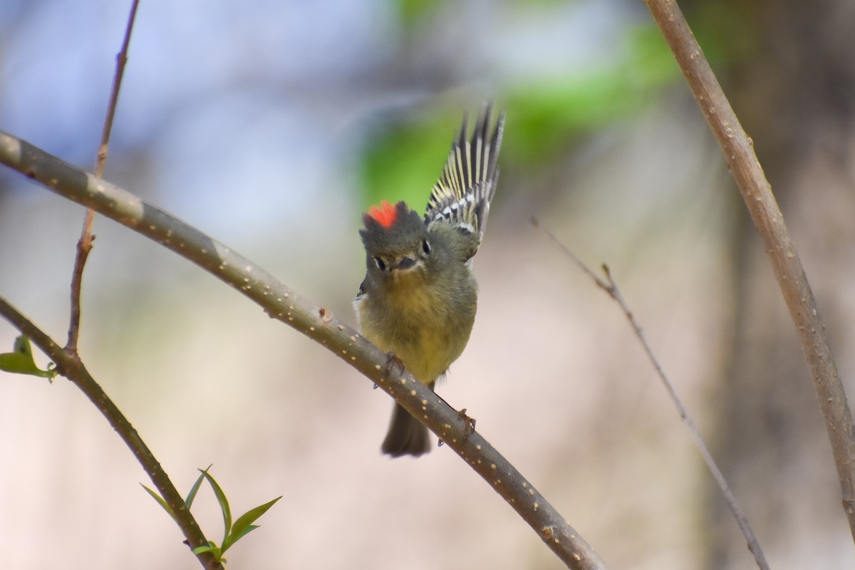 Ruby-crowned Kinglet - ML319485581