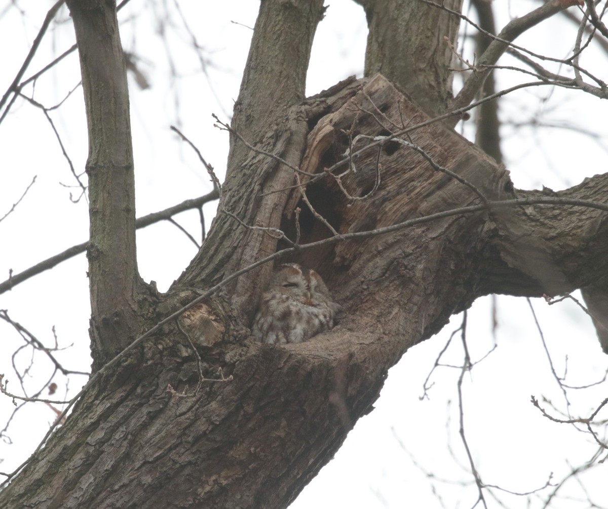 Tawny Owl - ML319486221