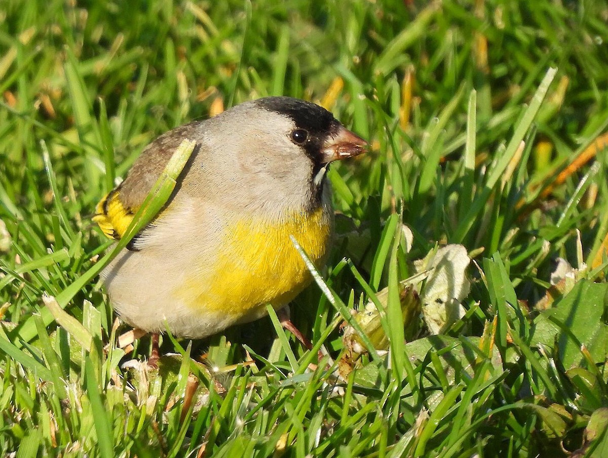 Lawrence's Goldfinch - Nick & Jane