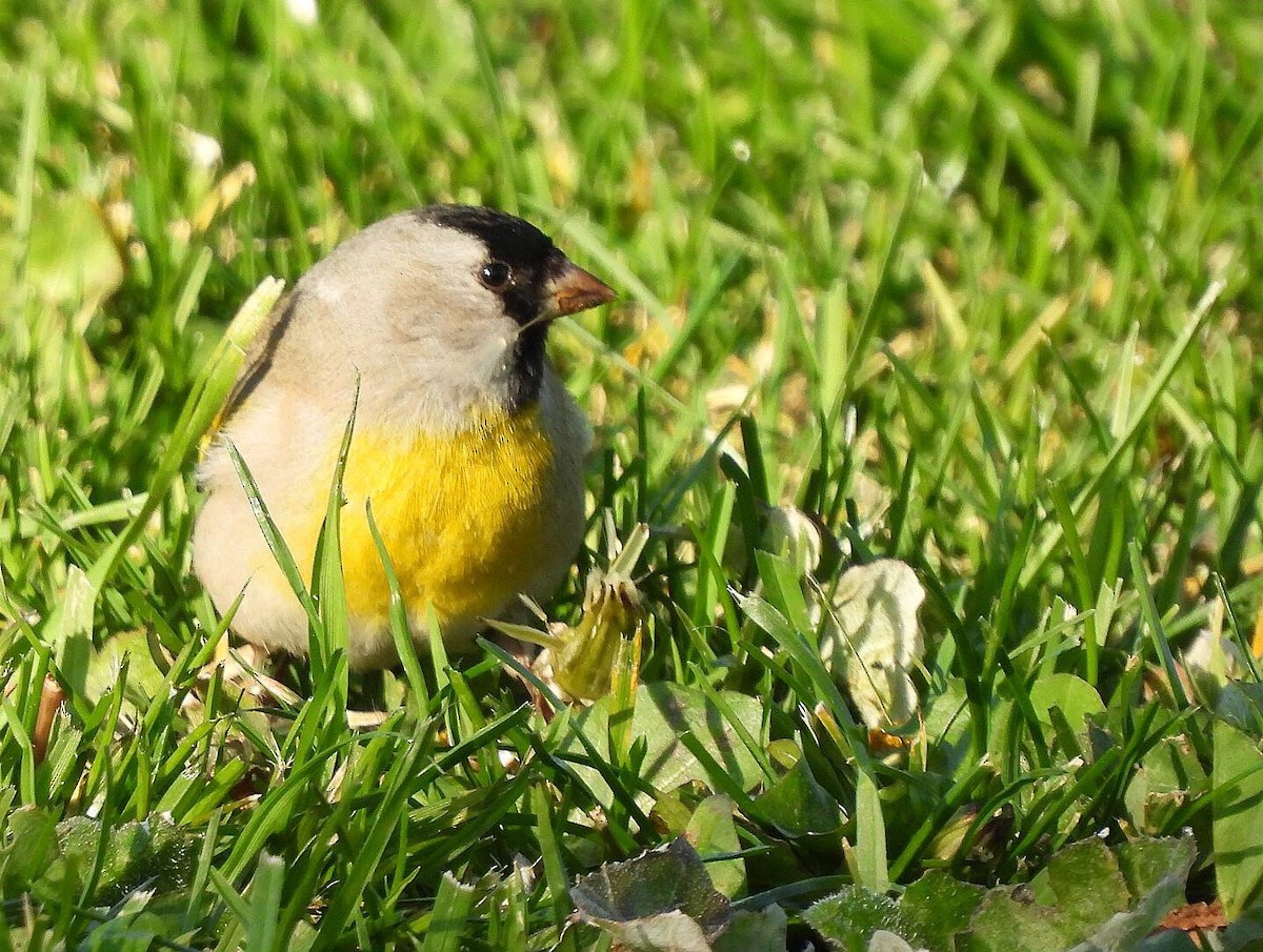 Lawrence's Goldfinch - ML319487641