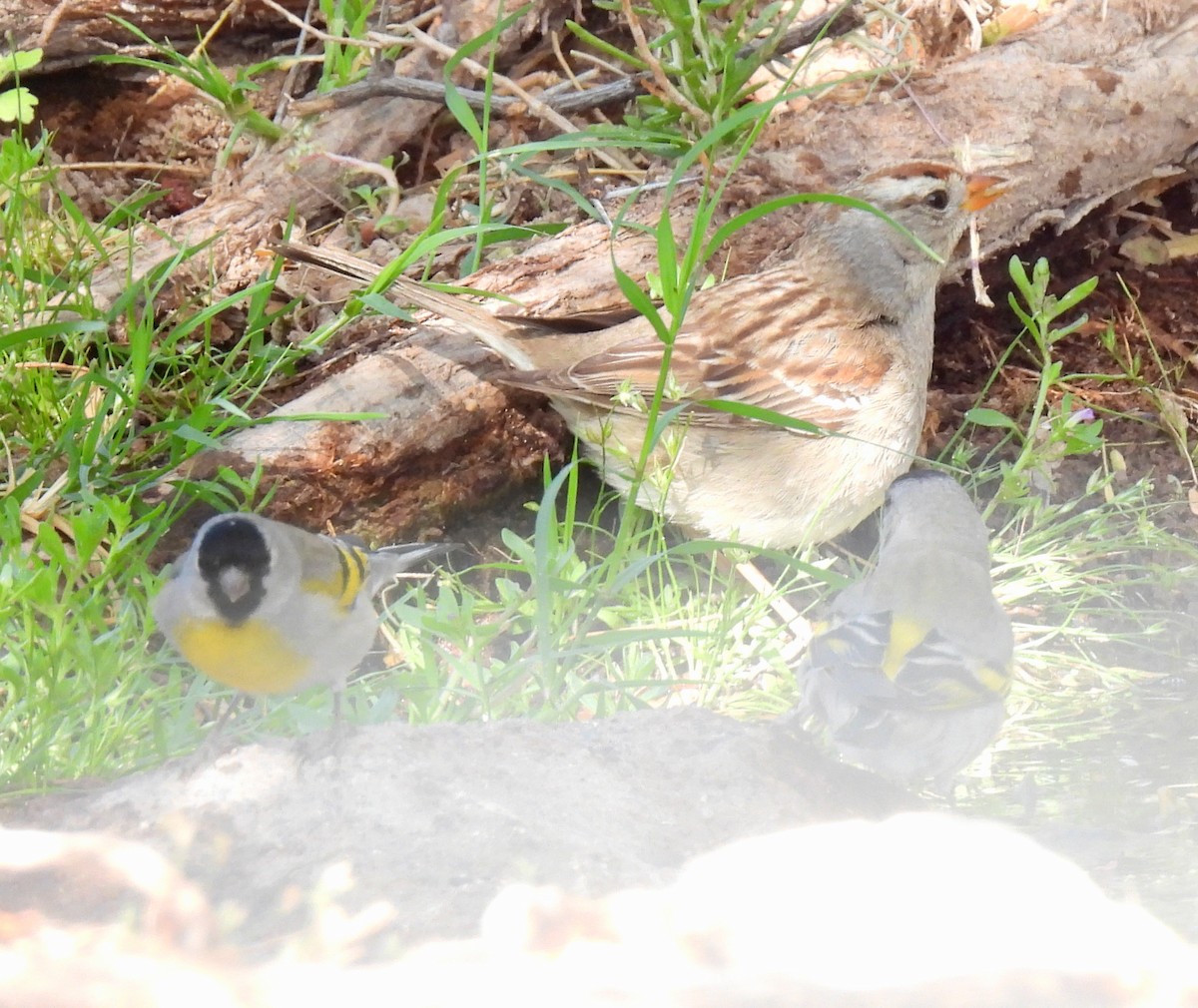 Lawrence's Goldfinch - Mary Tannehill