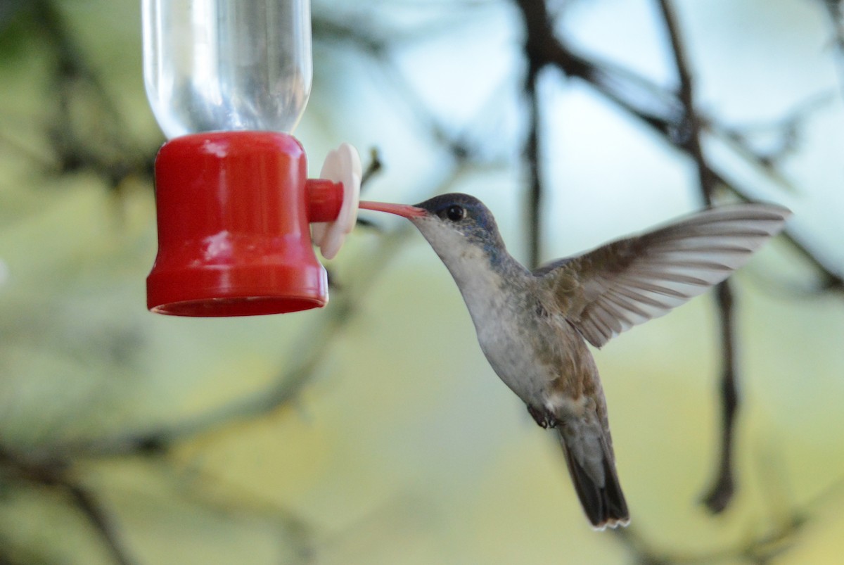 Violet-crowned Hummingbird - Matthew Addicks