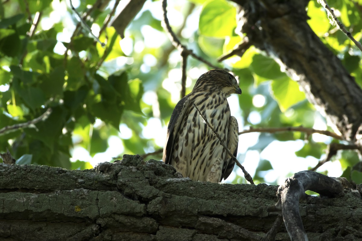 Cooper's Hawk - shawn mason