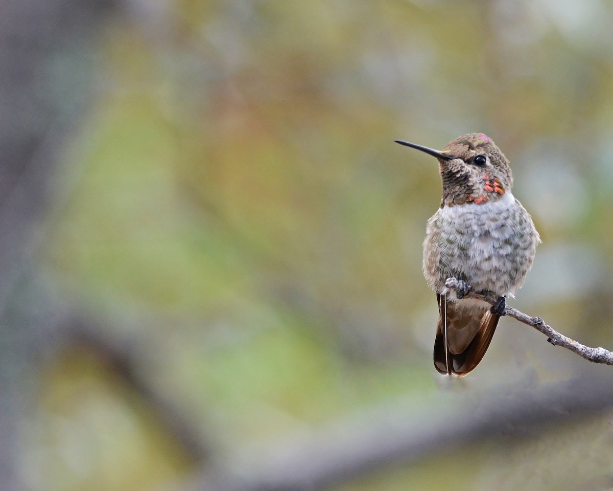 Anna's Hummingbird - ML319492731