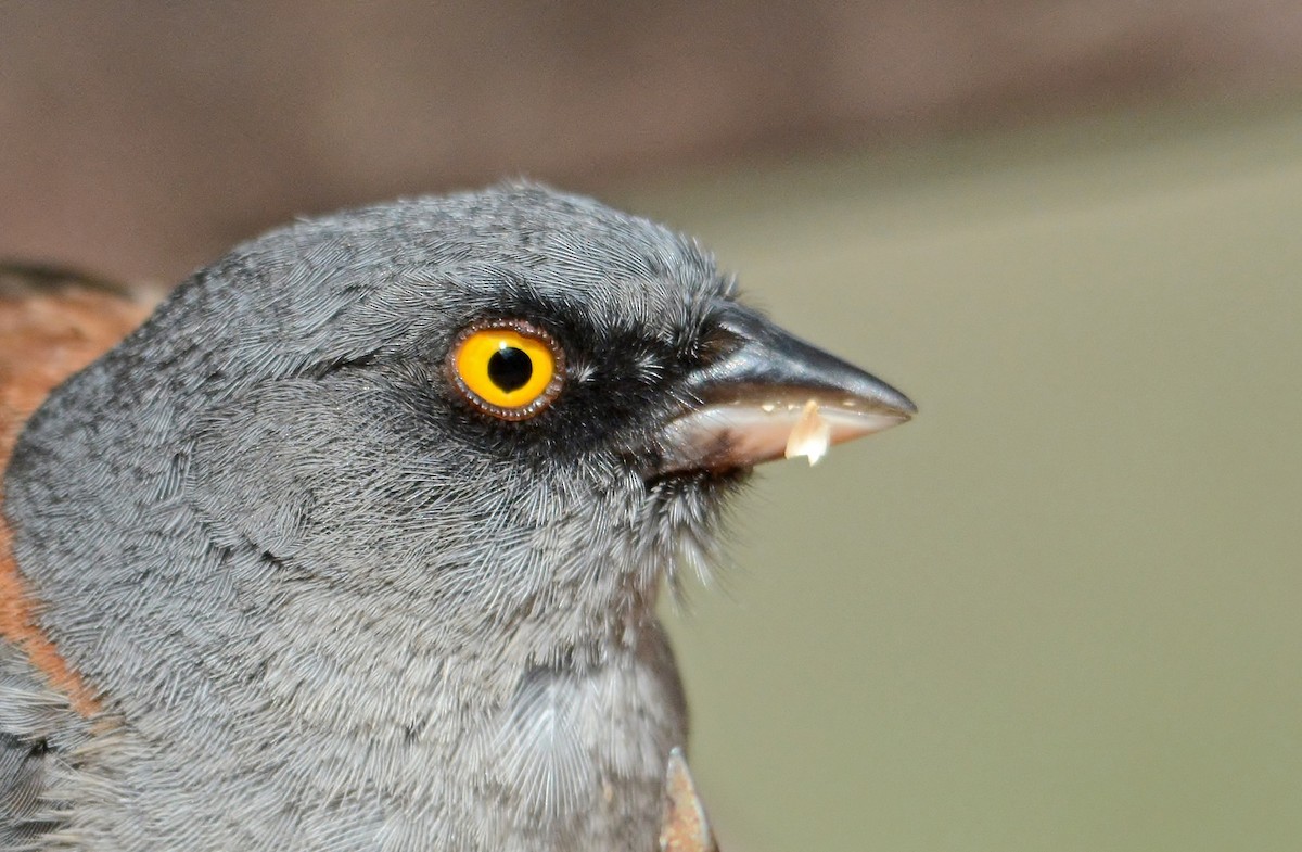 Yellow-eyed Junco - ML319493211