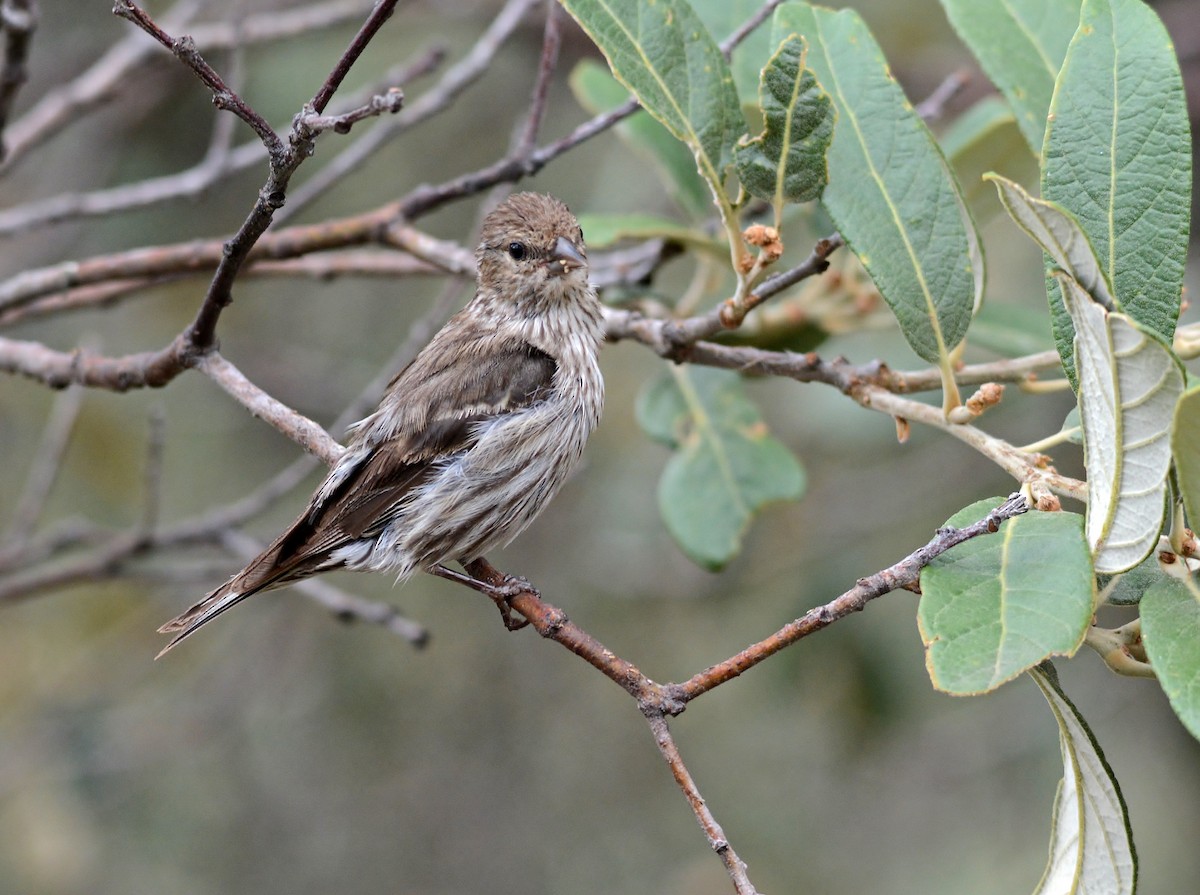 Pine Siskin - Matthew Addicks