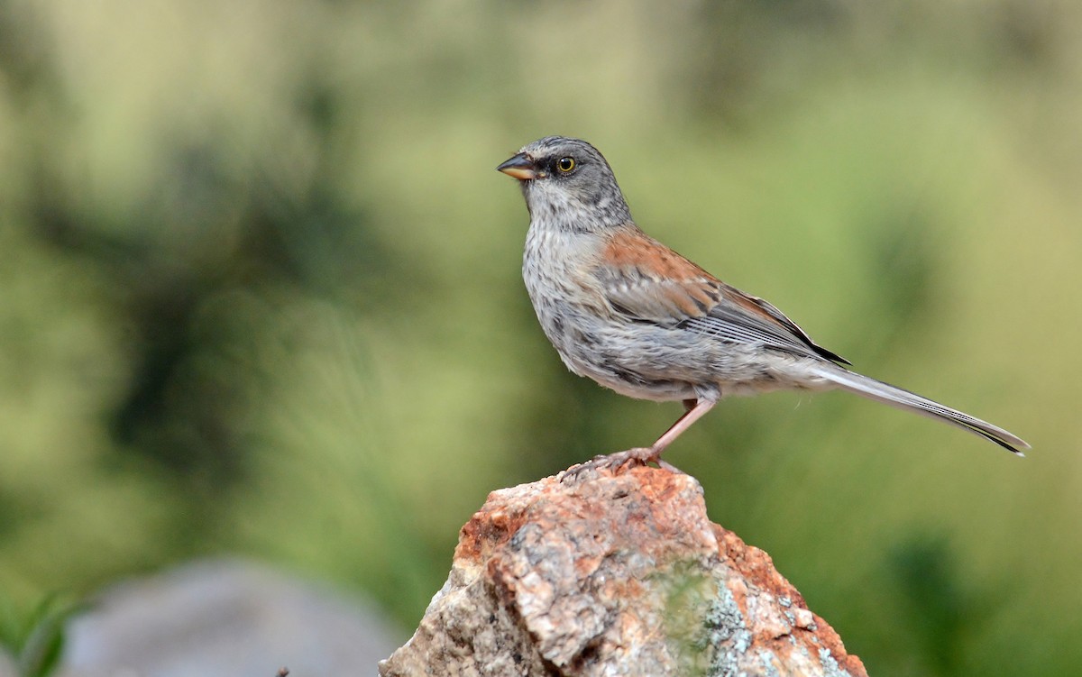 Yellow-eyed Junco - ML319493321