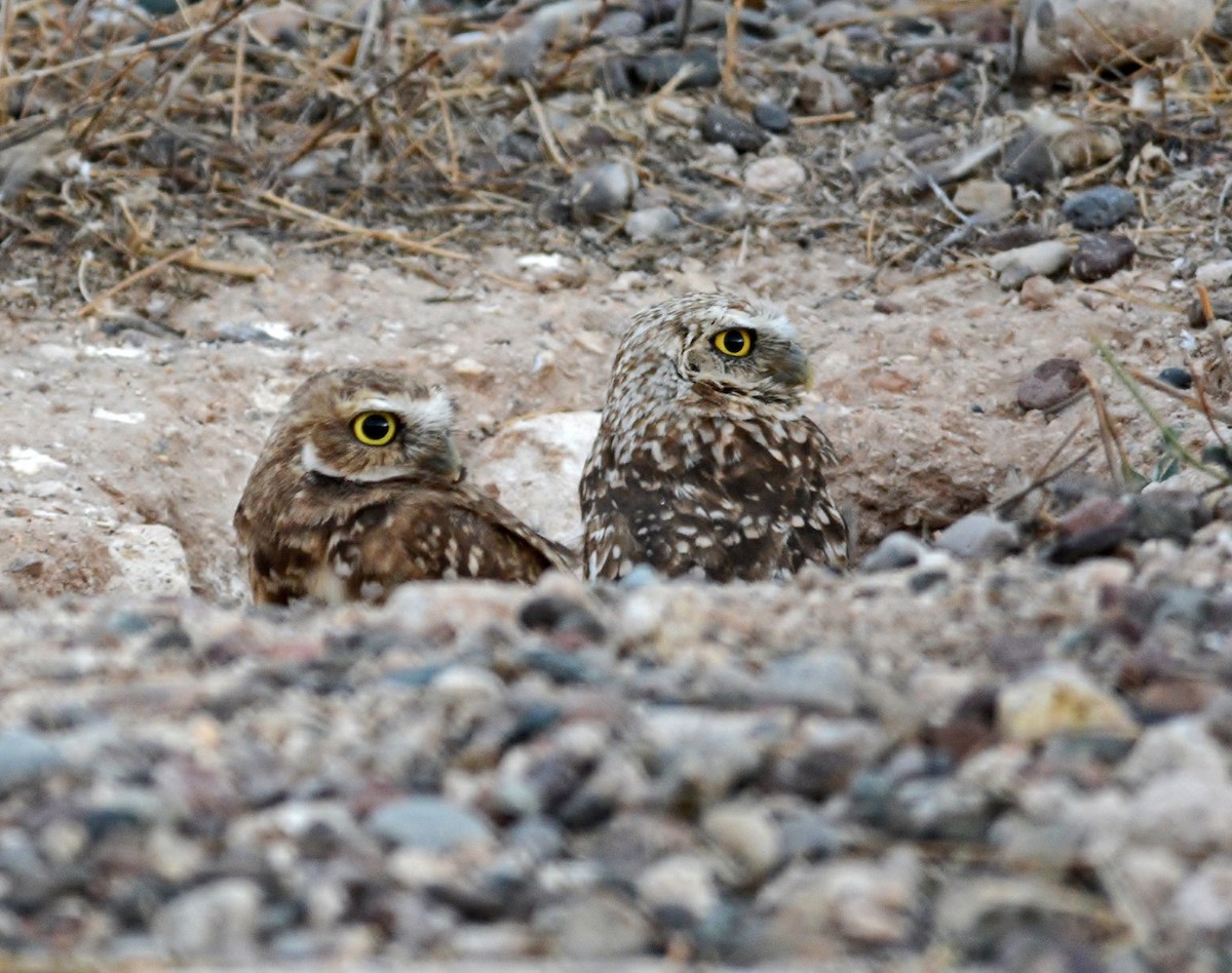 Burrowing Owl - ML319495341