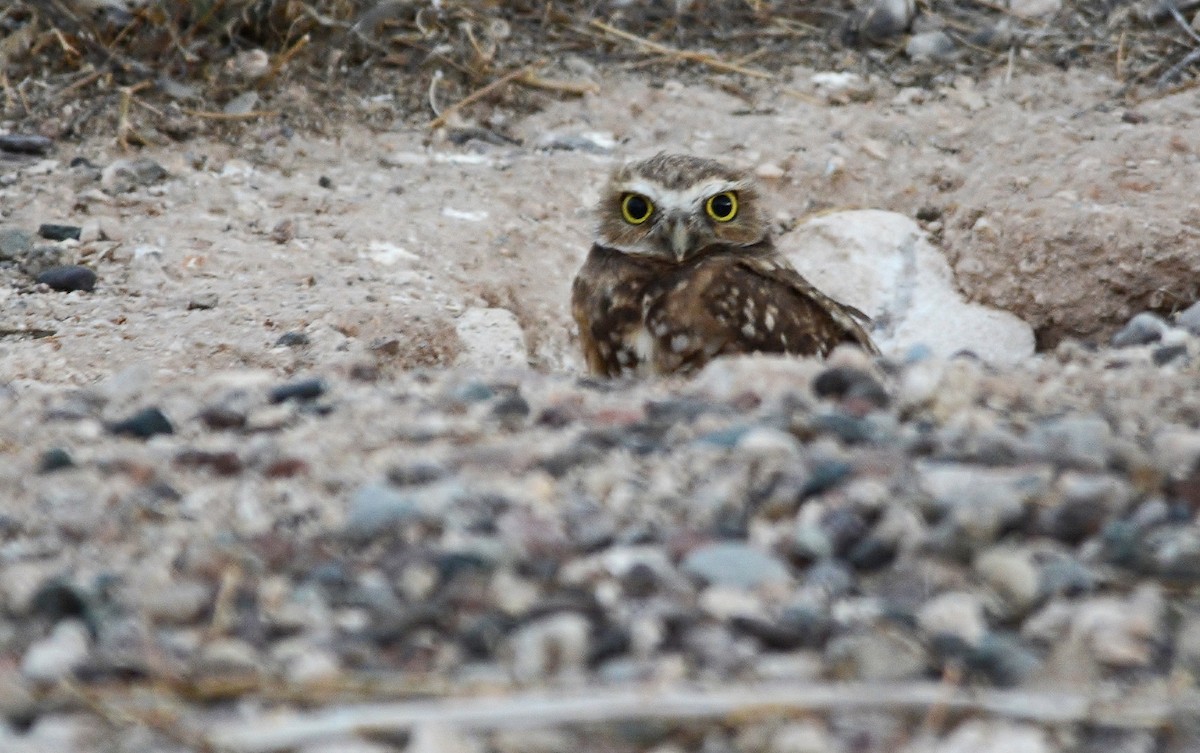 Burrowing Owl - Matthew Addicks