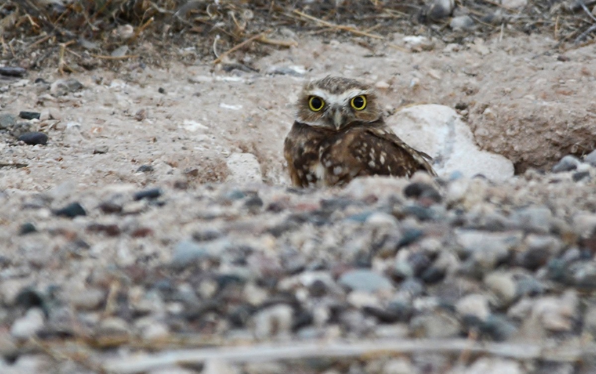 Burrowing Owl - ML319495351