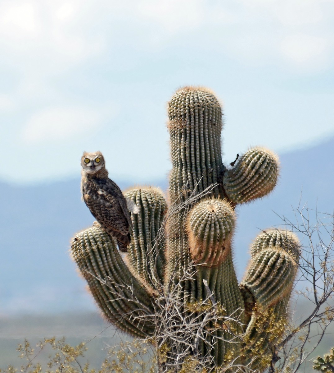 Great Horned Owl - ML319495711