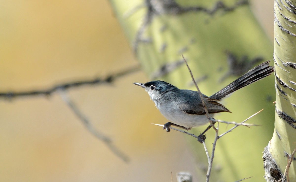 Black-tailed Gnatcatcher - ML319495931