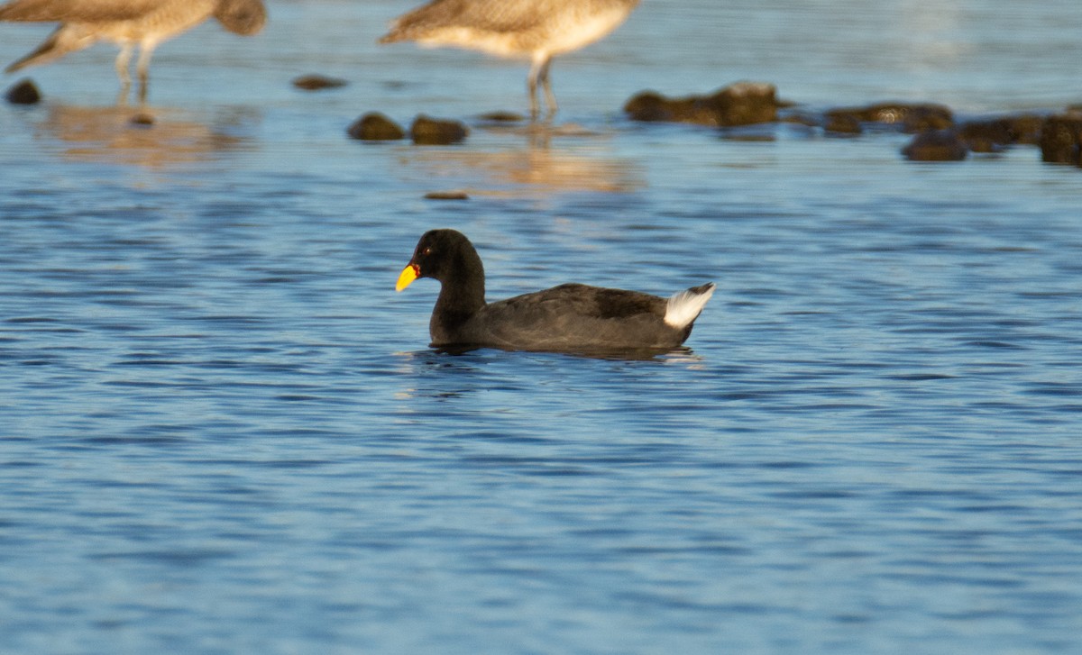 Red-fronted Coot - ML319497691