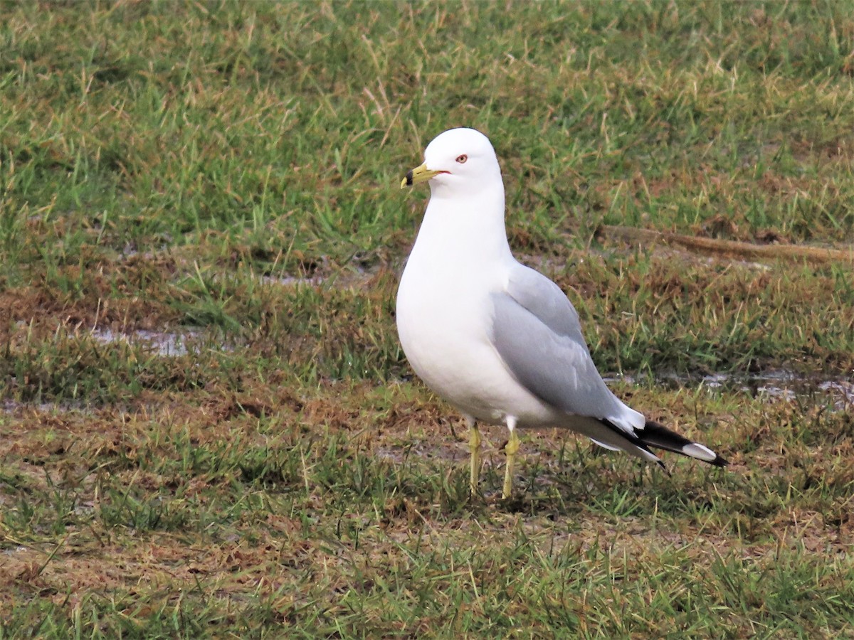 Ring-billed Gull - ML319498631