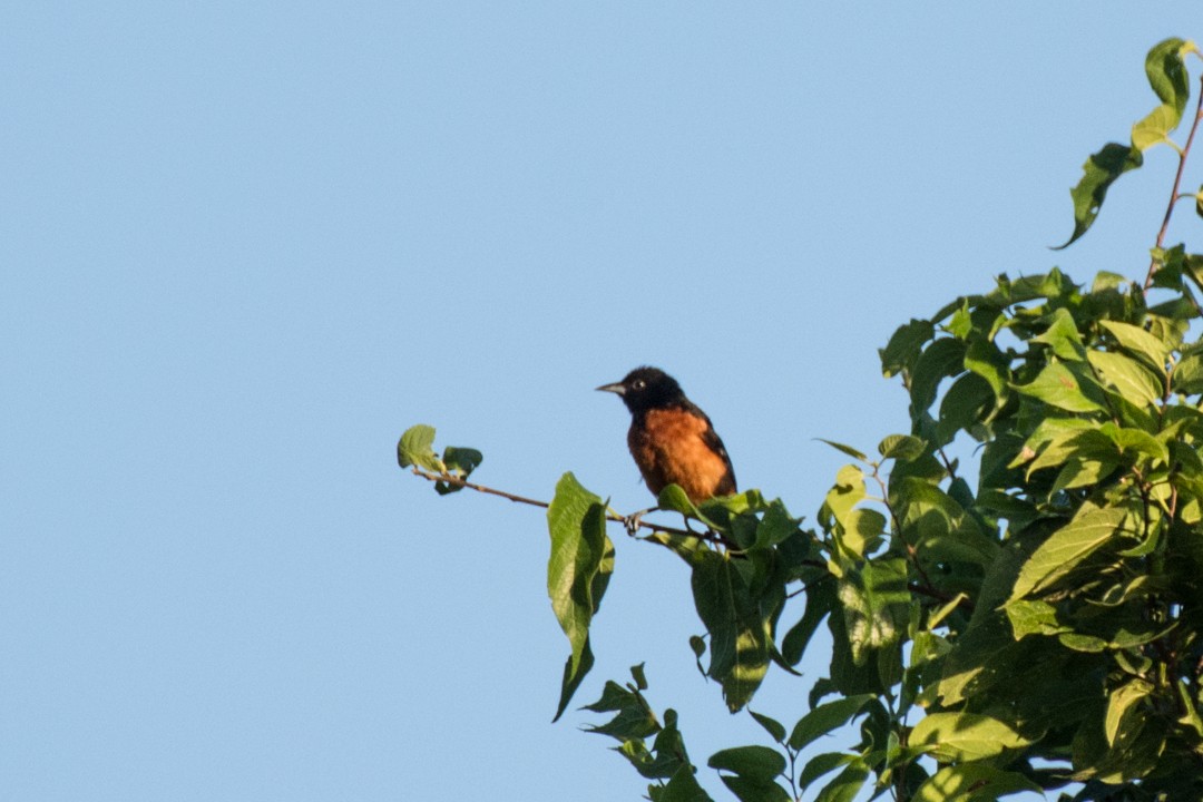Orchard Oriole - ML31949871
