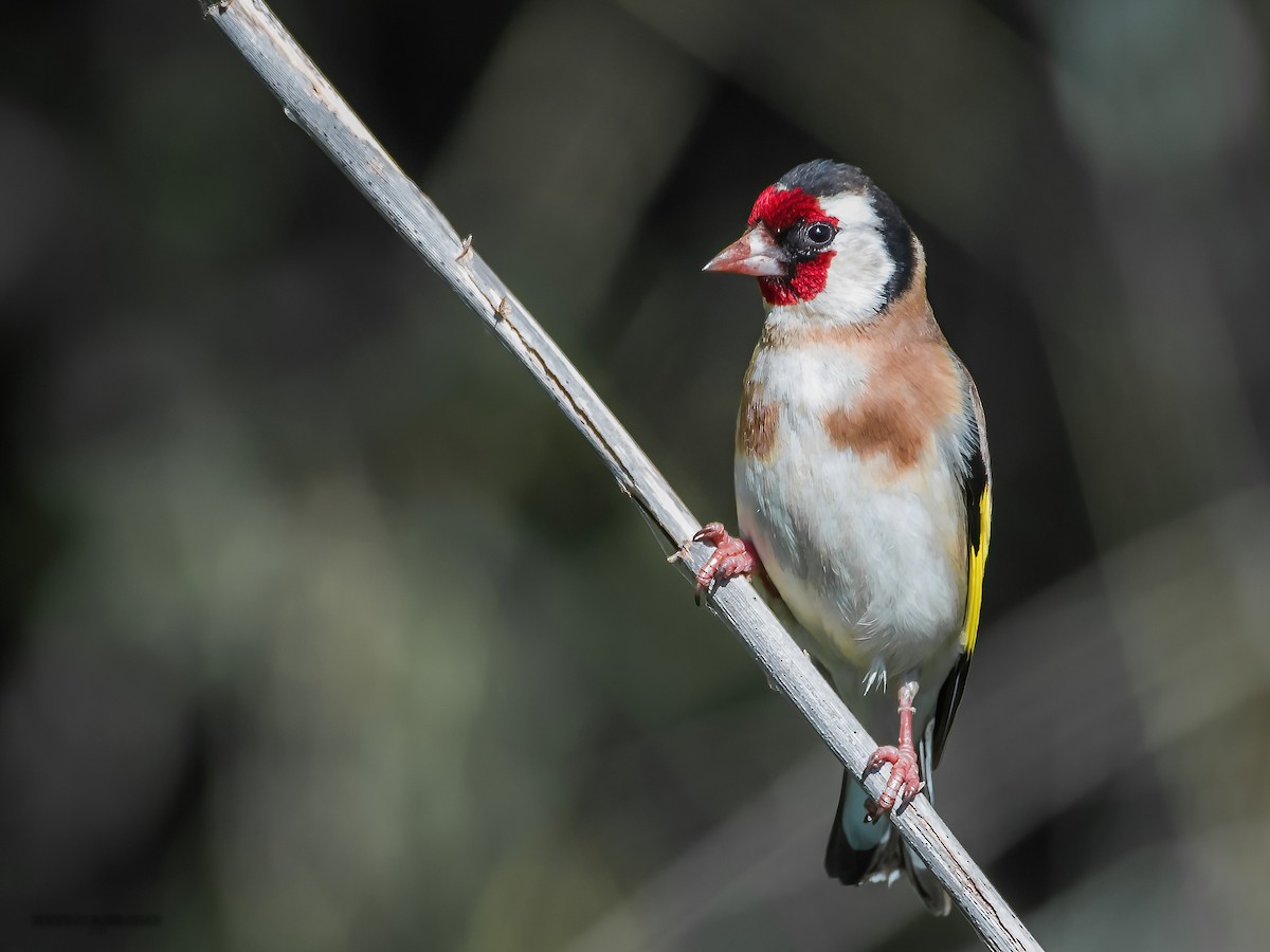 European Goldfinch - ML319498791