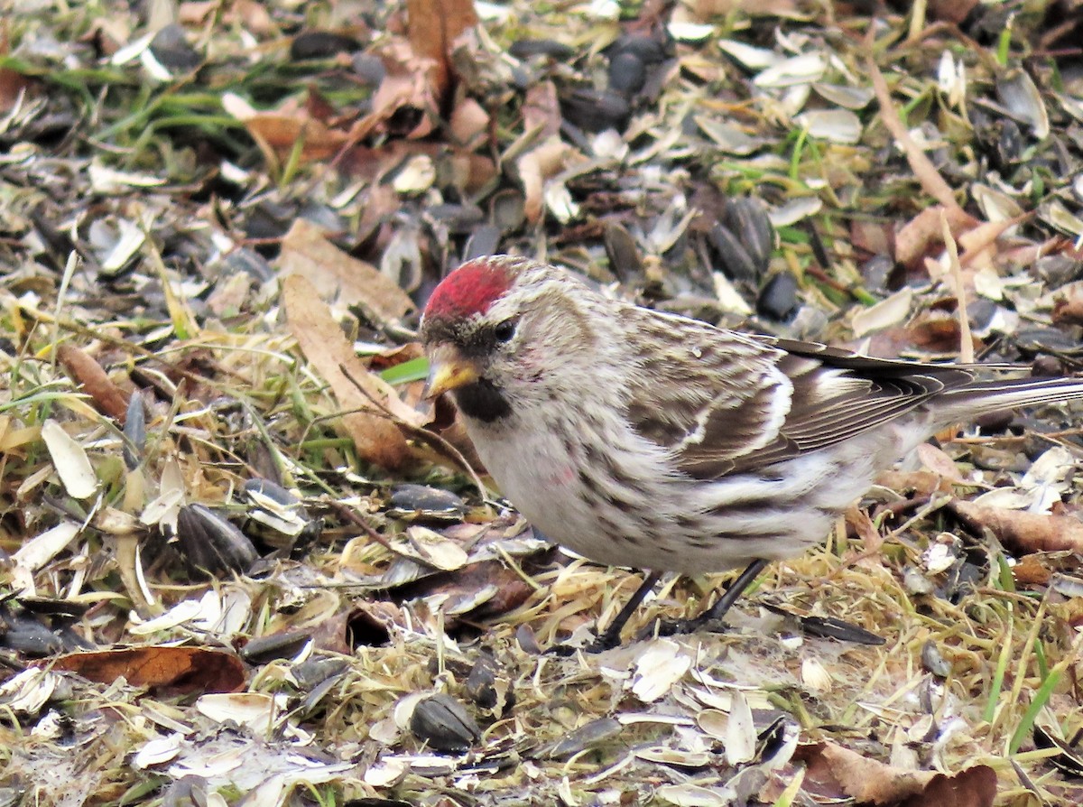 Redpoll (Common) - ML319499081