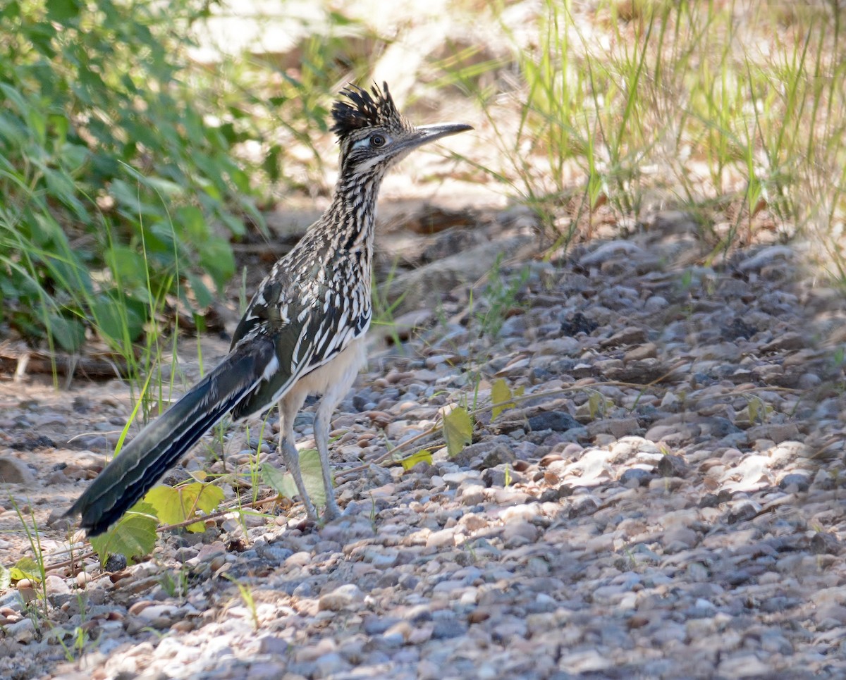 Greater Roadrunner - ML319500751