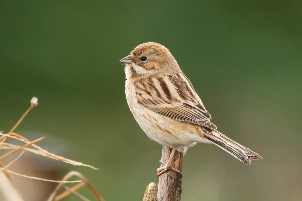 Pallas's Bunting - David Irving