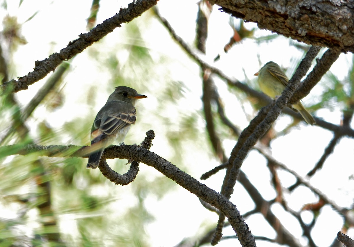 Greater Pewee - ML319501721