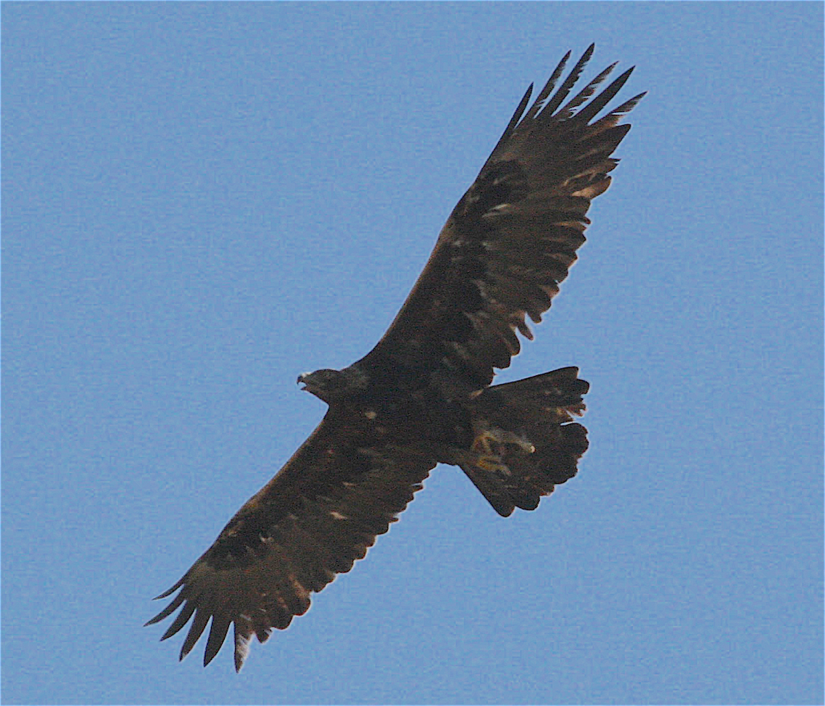 Golden Eagle - ML319503851