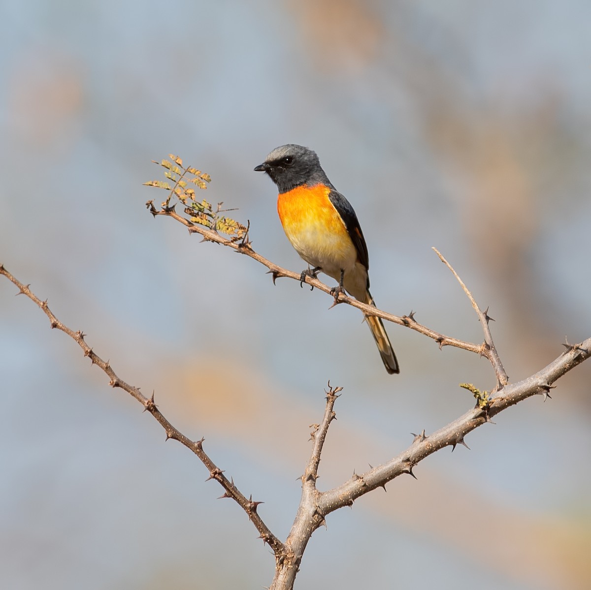 Small Minivet - ML319504371