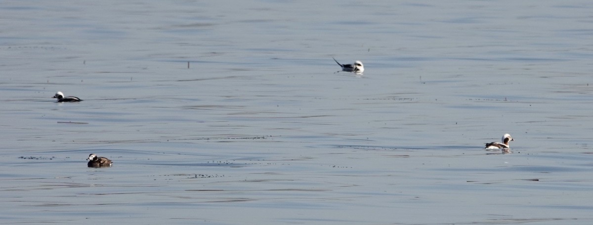 Long-tailed Duck - ML319504491