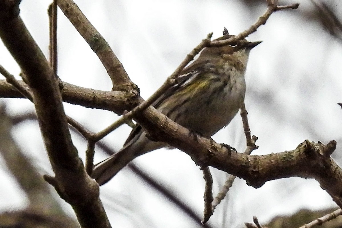 Yellow-rumped Warbler - ML319505261