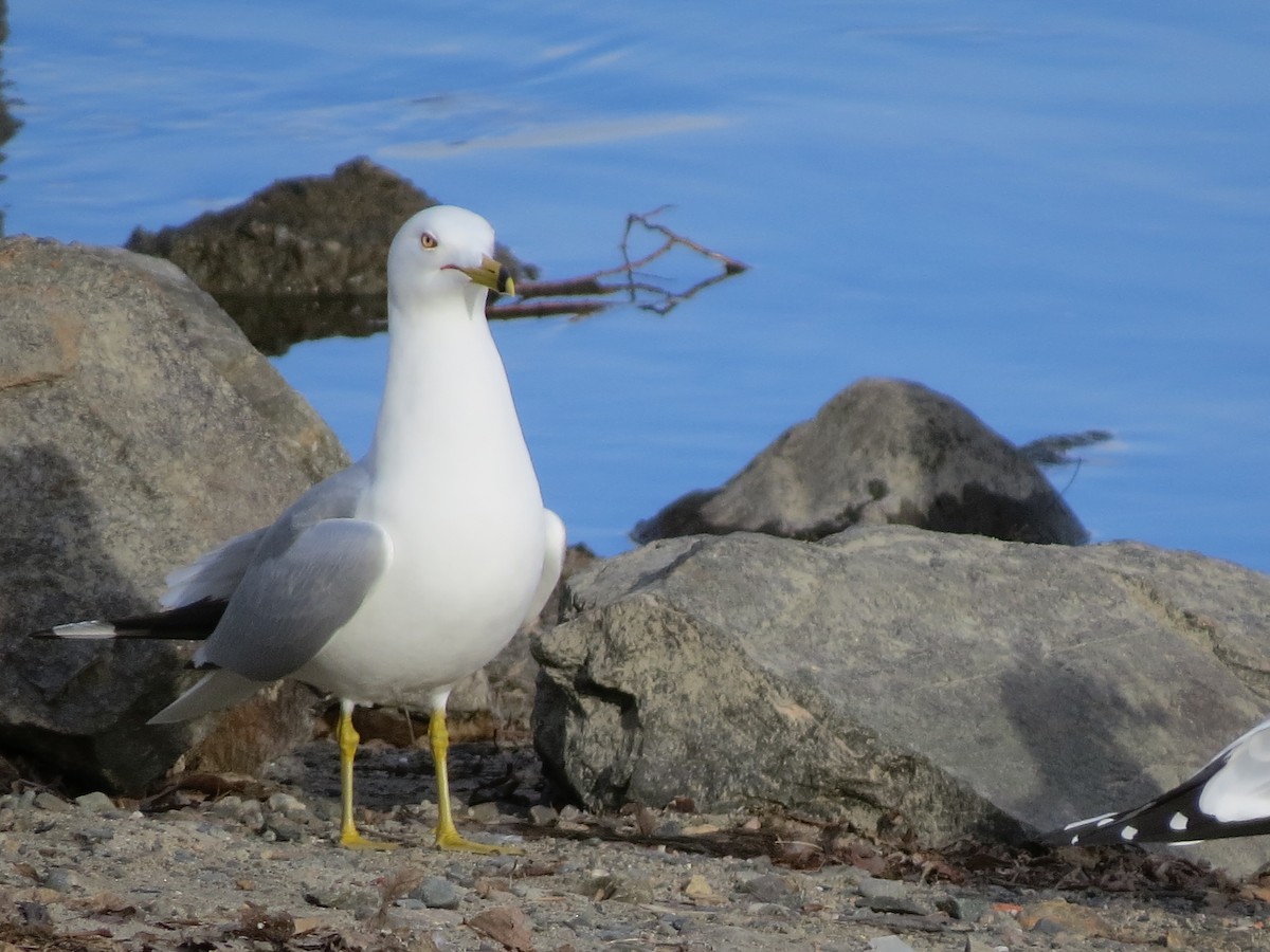 Ring-billed Gull - ML319507501