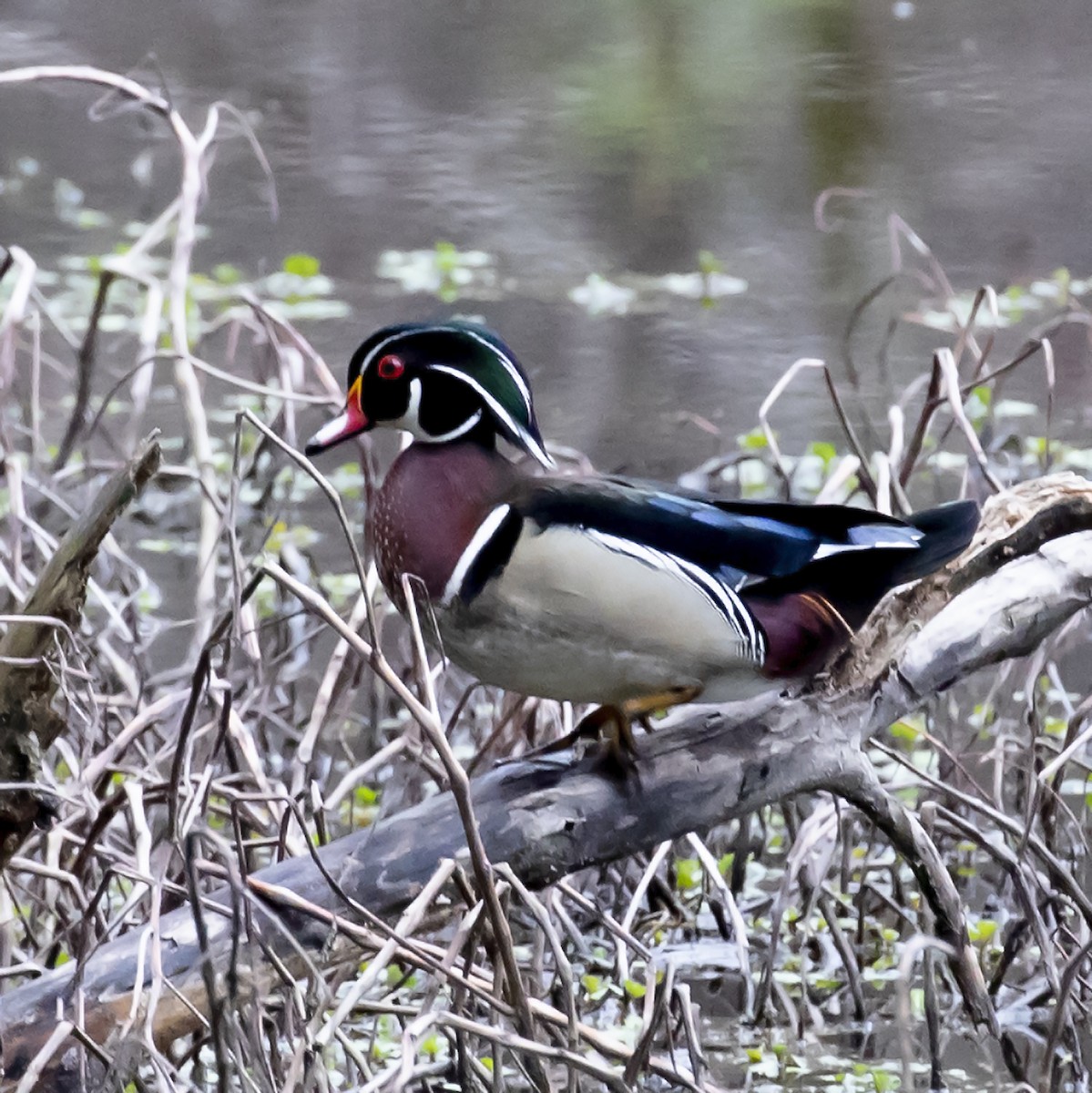 Wood Duck - ML319507871