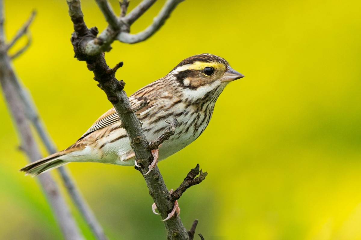 Yellow-browed Bunting - ML319508031