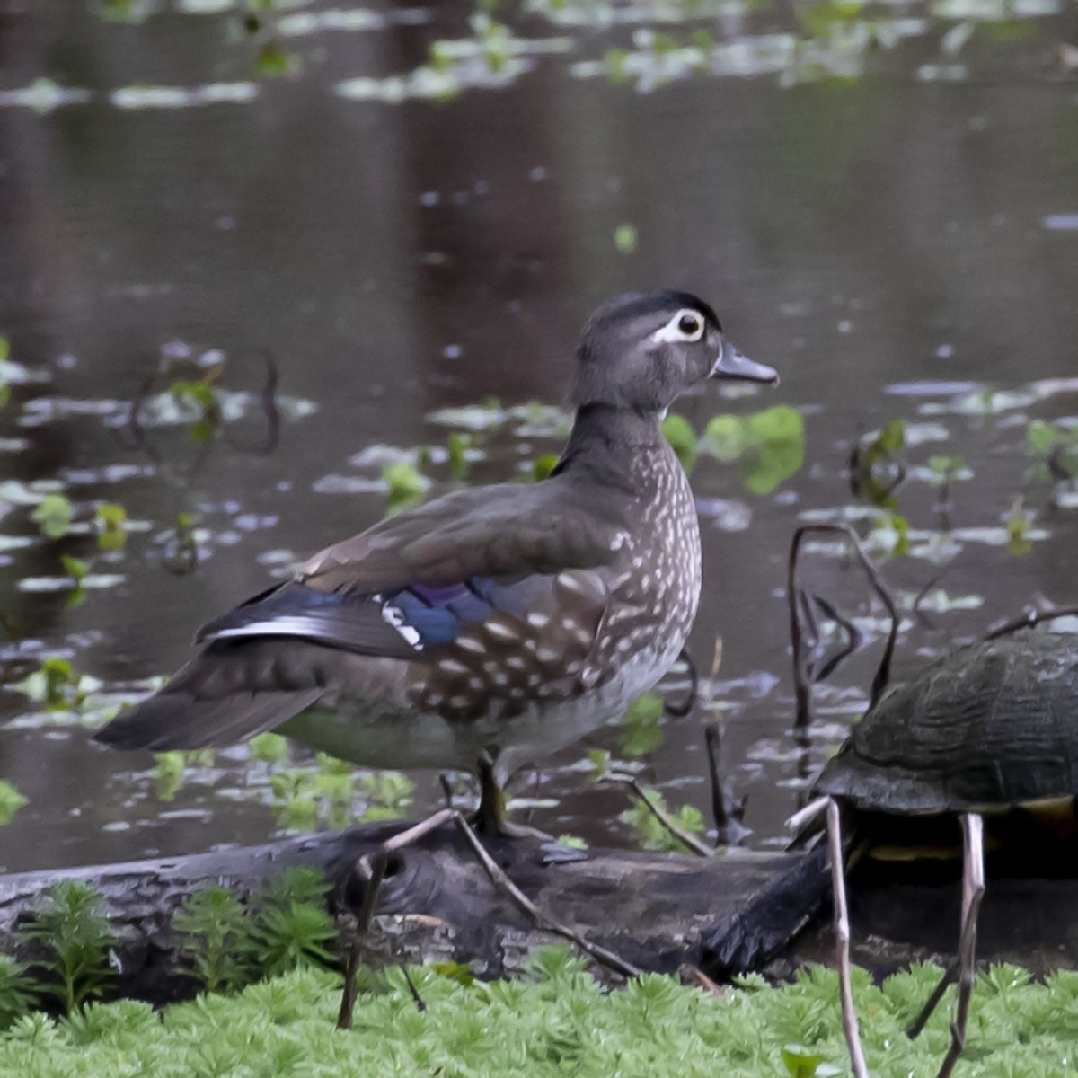 Wood Duck - ML319508041