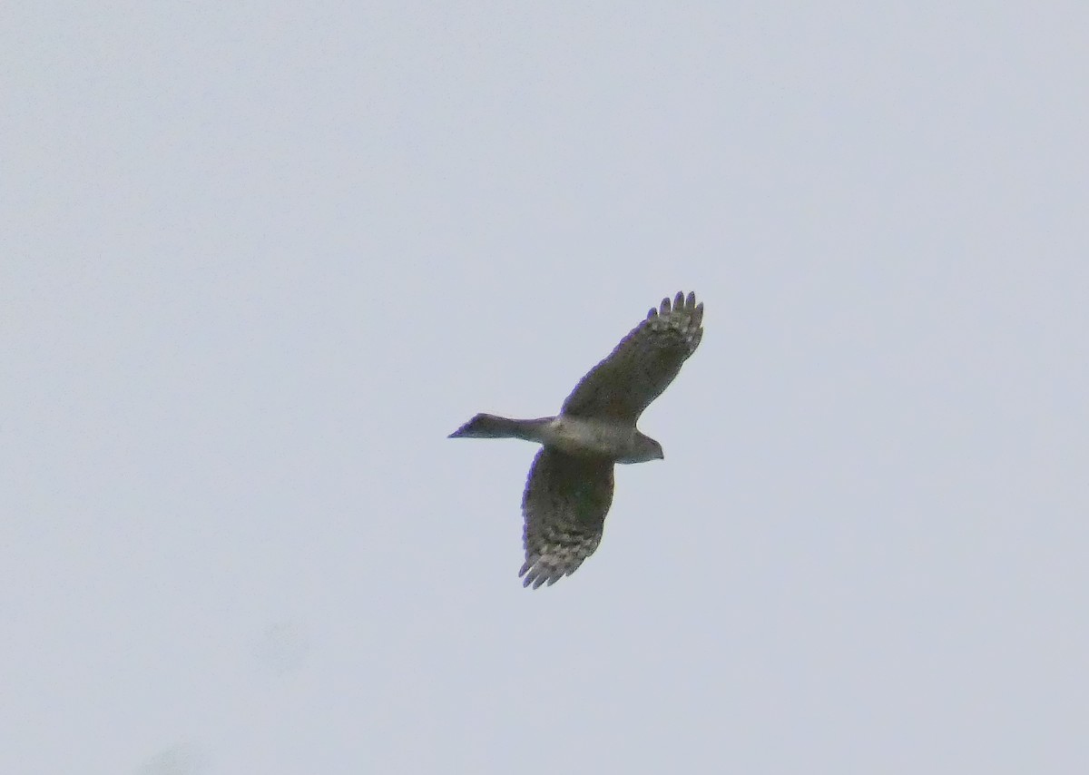 Sharp-shinned Hawk - ML319508431