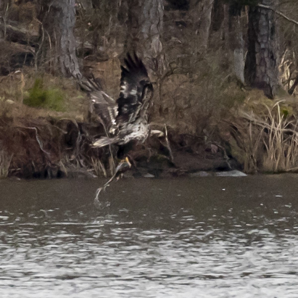 Bald Eagle - ML319509241