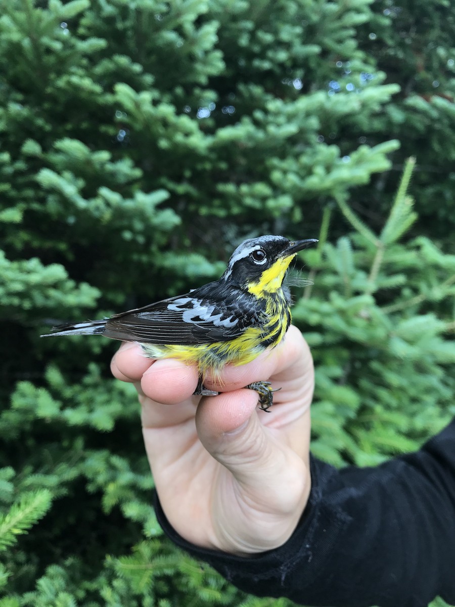 Magnolia Warbler - ML319512941