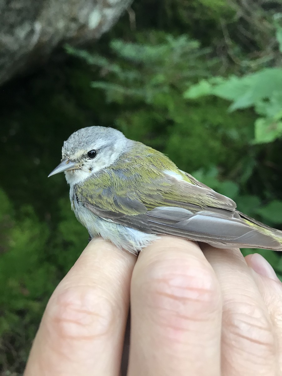 Tennessee Warbler - ML319513451